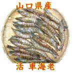  машина море .. прямая поставка от производителя .... машина ..500g 20 хвост передний и задний (до и после) бесплатная доставка . лет .. праздник . новогоднее поздравление креветка море .