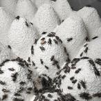  черный koorogiSS 100 шт живая наживка 