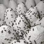  черный koorogiSSS 100 шт 