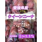  магазин . рекомендация!!...... нравится . person!! Ehime префектура производство Queen колено na1~1.1 kilo 2. ввод . для бытового использования сахар раз 20~22 раз 