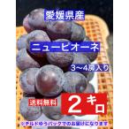  Ehime префектура производство новый pio-ne2 kilo и больше (3~4. ввод ). для бытового использования * есть перевод наклон Yupack . доставляем!* входить число. указание. невозможно.