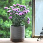 植木鉢 おしゃれ セメント プランター ラウンド Sサイズ 受け皿付き 鉢植え 円形 花 観葉植物 多肉植物 栽培 ガーデニング