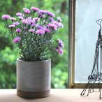 植木鉢 おしゃれ セメントプランター ラウンド Lサイズ 受け皿付き 円形 多肉植物 観葉植物 花 栽培 ガーデニング 水やり