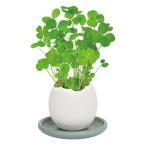 egglingeg кольцо & блюдце 4 . лист. clover 
