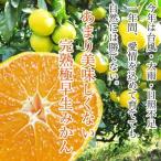  бесплатная доставка Ehime производство особо прекрасный тест .. нет возможно love похоже ... большой шар мандарин 10kg 2L3L размер есть перевод прямая поставка от производителя Ehime мандарин фрукты цитрусовые [* бесплатная доставка. часть регион за исключением ]