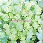 organic（廉価盤） My Little Lover