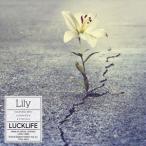 TVアニメ『文豪ストレイドッグス』第3シーズンED主題歌：：Lily（アーティスト盤／CD＋DVD） ラックライフ