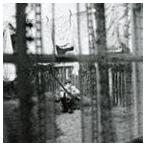 ケイオス・アンド・クリエイション・イン・ザ・バックヤード〜裏庭の混沌と創造（SHM-CD） ポール・マッカートニー