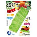 シンカテック 抗菌ベジカベ G-レタス 約131×50×22? グリーン