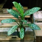 観葉植物　おしゃれ　風水　インテリア　アグラオネマ　カーティシー　nitidum Curtisii 　