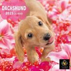 【残りわずか!!】【おまけCL付】ダックスフンド PICTWAN (ピクトワン) カレンダー DOG 【S版】 2025年カレンダー 25CL-50036S