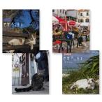  новый товар кошка ..dubrovunik/si Chile a/ рисовое поле .. юг ./ Okinawa (4 листов комплект DVD комплект )19721AA-19827AA-19828AA-19829AA-NHK