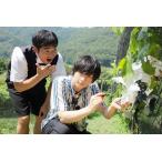 【おまけCL付】新品 ARAMAKINGDOM 〜あらまき王子のお助け戦記〜 第2章 / 小鳩くるみ、栗原眞一、若水ヤエ子、宮崎博史、小川寛興 (DVD) TCED4892-TC