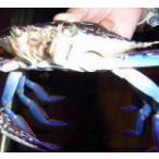 【カニ網】　大　赤　5個セット