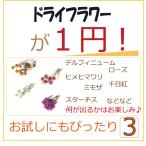 特価 １円 ドライフラワー フラワー お花