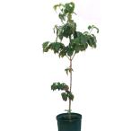 ハナミズキ赤花単木樹高1.5m前後単品