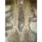 オオシマザクラはだか苗樹高60〜1...