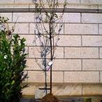 スモモソルダム単木樹高1.8〜2....