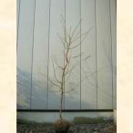 ハナモモ羽衣樹高1.8〜2.0m前後単品