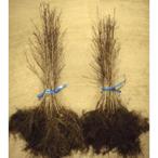 ショッピング苗 クヌギ はだか苗 樹高30cm前後 100本セット（※バラ売り対応不可）