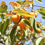 柿富有・禅寺丸樹高80cm前後受粉...