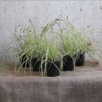 ka Rex ever Gold 20 pot комплект 