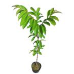 クリ柴栗樹高60cm前後10本セット