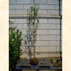 ハナモモ照手白樹高1.8〜2.0m...