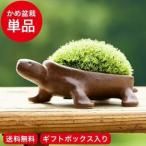 送料無料 亀盆栽（こけ盆栽 コケ 苔 苔盆栽 ミニ盆栽 盆栽 bonsai ボンサイ かめ ぼんさい） 母の日 プレゼント