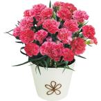 母の日 ゴディバ あまおう苺クッキーとカーネーション鉢植えピンク系４号セット メーカー直送 / F-26 送料無料 花 ギフト 花とお菓子 花鉢 JGS 母の日ギフト2026