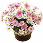 母の日 母の日オリジナルプリント最中とマーガレット鉢植え５号のセット メーカー直送 / F-26 送料無料 花 ギフト 花とお菓子 JGS 母の日ギフト2026