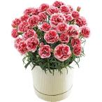 母の日 風美庵 苺きららとカーネーション鉢植え「いちごホイップ」５号のセット メーカー直送 / F-26 送料無料 花 ギフト 花とお菓子 花鉢 JGS 母の日ギフト2026