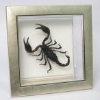  insect specimen black oo sa sleigh metallic style light frame 