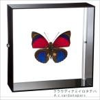  насекомое образец бабочка. образец kla ude . Nami iro вертикальный - акрил рама чёрный 