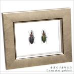  insect specimen oo ru rio Sam si2 pcs metallic style light frame 