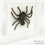 昆虫標本 タランチュラ アクリルフレーム 透明