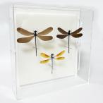 昆虫標本 日本のトンボ 3頭セット アクリルフレーム 20cm角 透明 ハグロトンボ ニホンカワトンボ