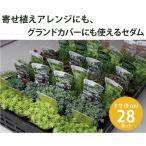 グランドカバー苗[セダム]28個セ...
