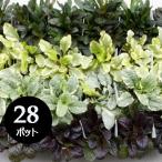  почвопокровные растения рассада [ живучка ] 28 шт. комплект 3 размер (3 номер 9cm pot ) KIRAN saw кейс распродажа вся страна везде бесплатная доставка 