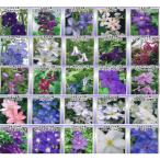 ショッピングクレマチス クレマチス 4号 苗 15株15品種 ミックス セット 2年生 3年生 大輪 中輪 小輪 バラ 四季咲き  2年苗 3年苗 まとめ買い ケース 多品種 おまかせセット［H］