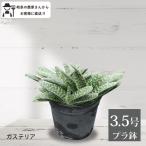 農場直送！ガステリア3.5号鉢塊根...