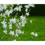ガウラ白蝶草ハクチョウソウ苗5個セ...