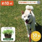 【今だけ芝の肥料プレゼント】西洋芝 ティフトン419 ティフトン 芝苗 50個 セット (5cm角ポット、約10平米分) ドッグラン 暖地型