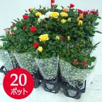 ミニバラ苗20個セットカラーミック...