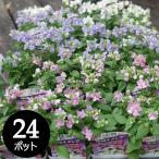 ［2025年10月21日〜発送］宿...