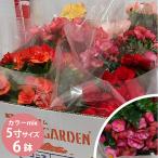 鉢苗 リーガス ベゴニア 5寸 15cmポット 6個 セット (