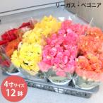 鉢苗 リーガス ベゴニア 4寸 12cmポット 12個 セット 