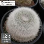 ［農場直送！］玉翁タマオキナサボテ...