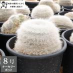 ［農場直送！］玉翁タマオキナサボテ...