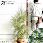 ショッピングツリー シルバー ティーツリー レプトスペルマム 根巻き苗 樹高約1.4m オージープランツ ドライガーデン シンボルツリー フトモモ科 常緑低木  シルバーリーフ［t］